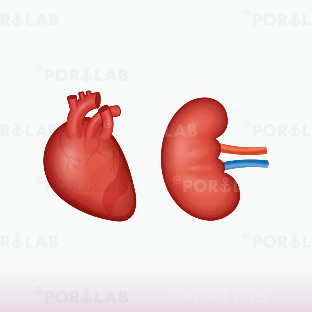 心臓と腎臓のイラスト Portlab