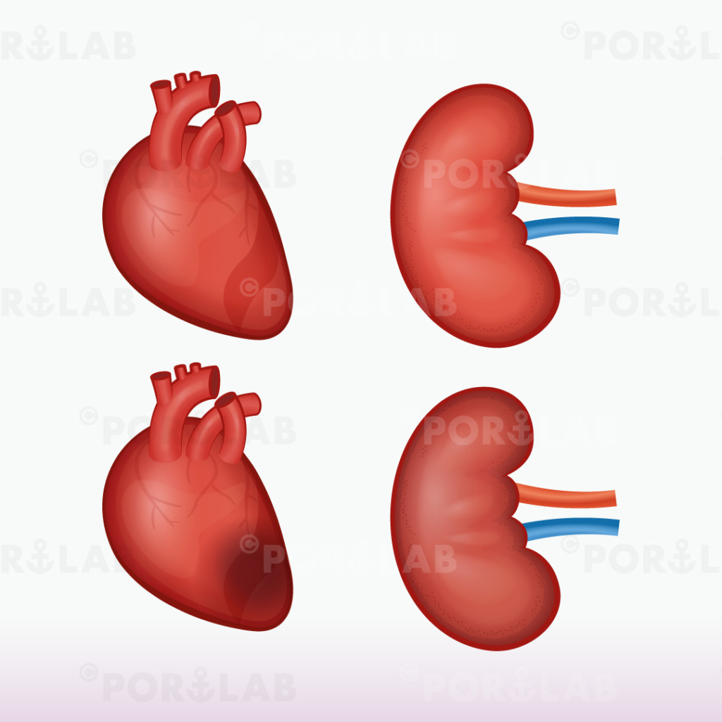 心臓と腎臓のイラスト Portlab