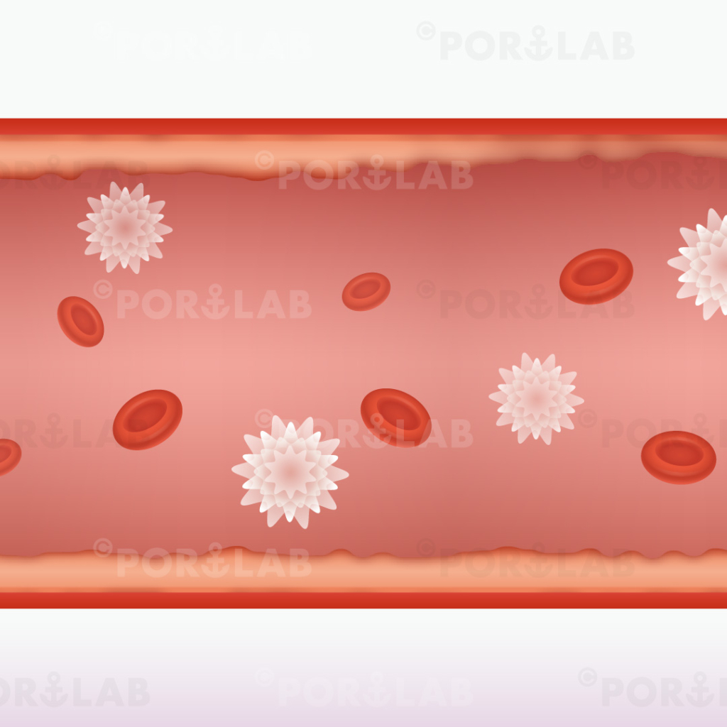 血管 赤血球や脂肪 のイラスト Portlab