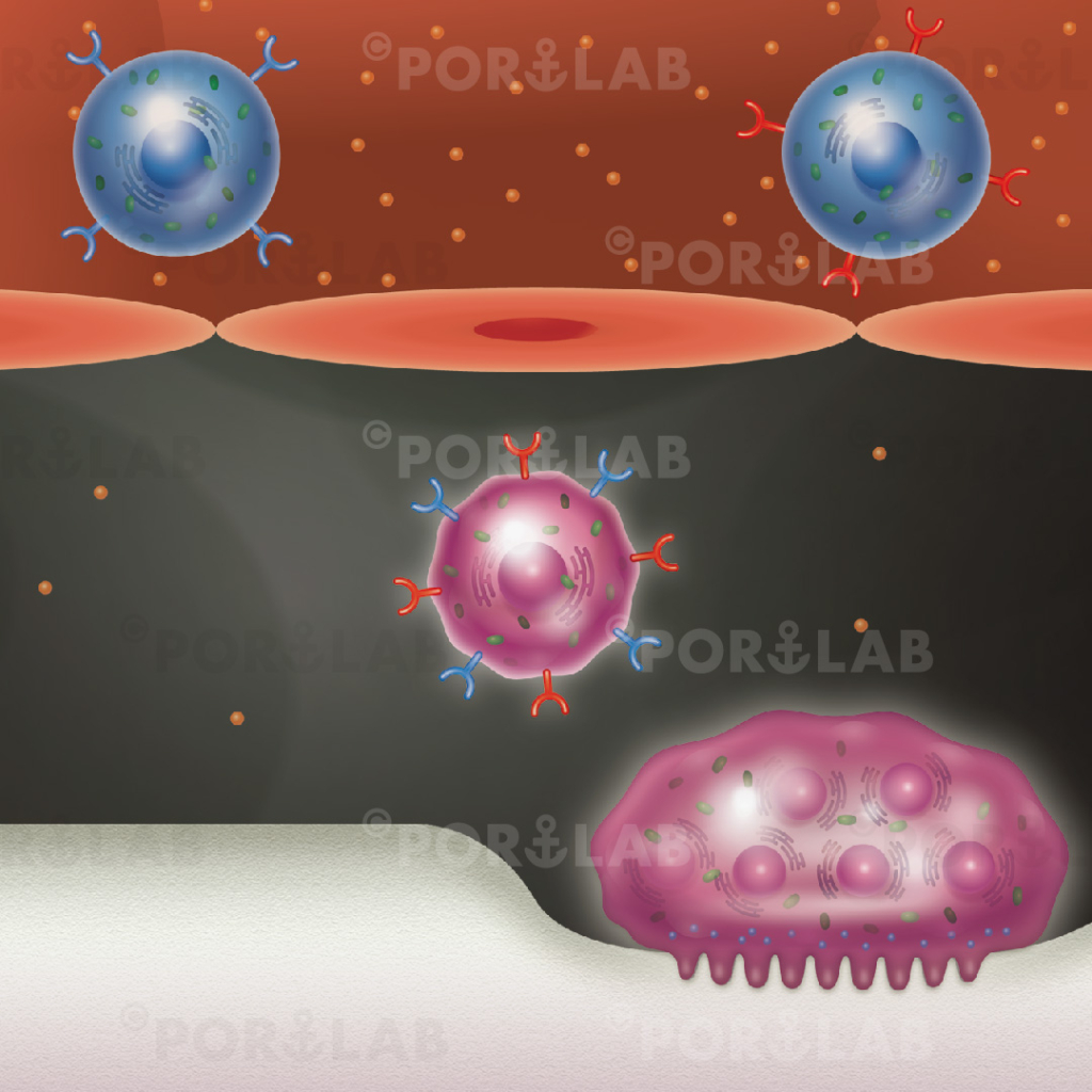 細胞やウィルス 骨のイラスト Portlab